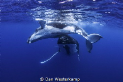 Swimming with a mother humpback and her calf in the blue ... by Dan Westerkamp 